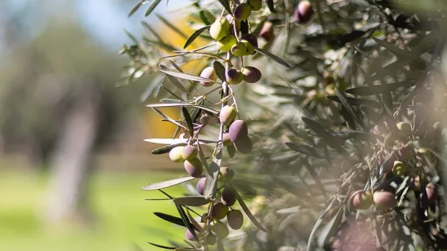 Para Gabriel Guardia “la industria olivícola argentina atraviesa un escenario que no debería desaprovechar”
