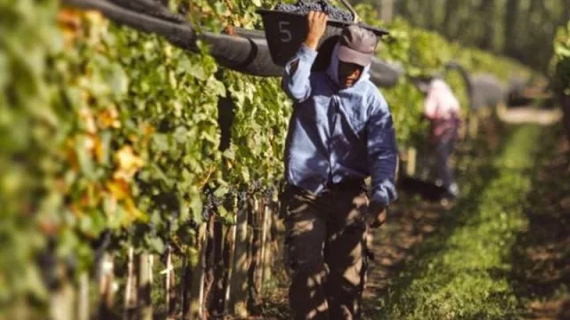 Los productores vitivinícolas en situación de vulnerabilidad (recibirán un aporte no reembolsable)