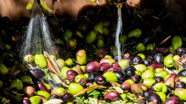 El municipio de Maipú produjo su aceite de oliva (y busca promocionar el sector olivícola departamental)