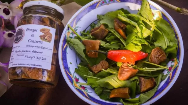 Hongos Urupé apunta a grandes mercados (planea tramitar los registros nacionales)