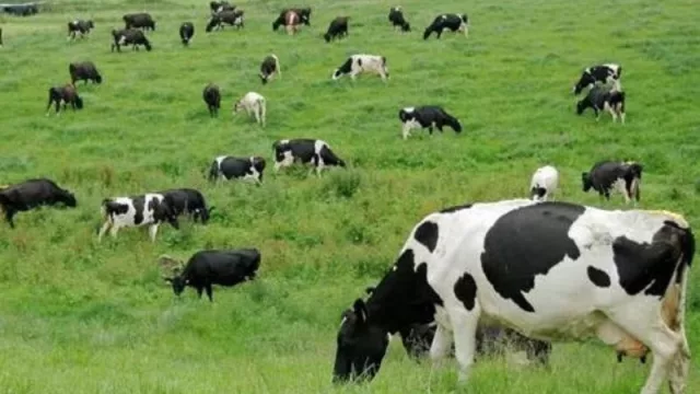 Bosques con ganadería integrada, un eje ganadero y ambiental que se asienta en Mendoza
