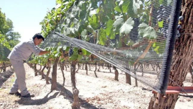 Mendoza cubierta por la malla antigranizo