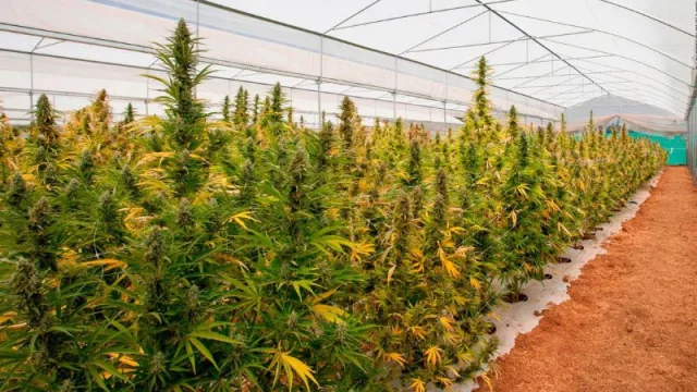 Radiografía de la plantación de Cannabis medicinal en Argentina (0.20 hectáreas en manos de 1 productor en Mendoza)