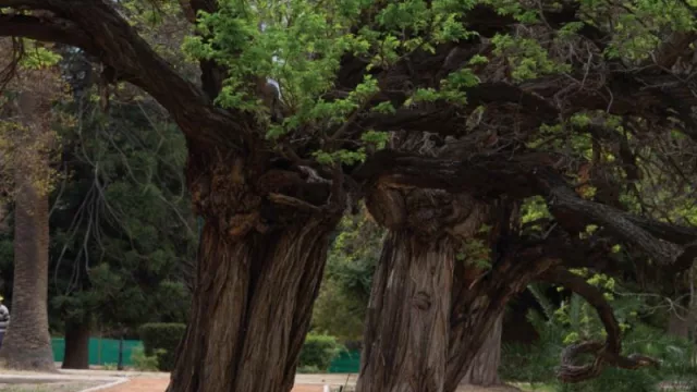 Mendoza produce un millón de forestales al año (fuerte promoción de la cultura del árbol)