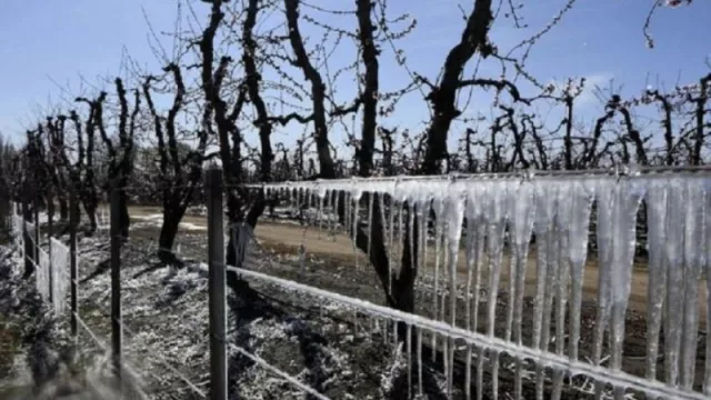 La compensación por seguro agrícola será 247% mayor que en la temporada pasada