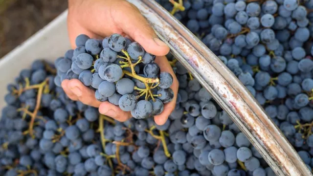 Un vivero mendocino se prepara para abastecer una demanda creciente de plantas de vid certificadas
