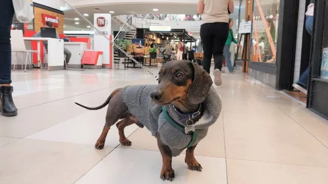 El primer Shopping Pet Friendly de Cuyo (las mascotas ganan espacios)