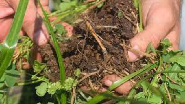 Un viaje hacia la agricultura regenerativa (el poder del ácido fúlvico y húmico de Leonardita)