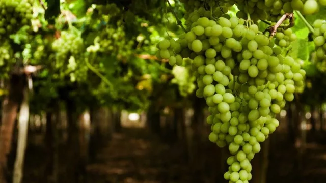 Desarrollan tecnología para combatir la Lobesia Botrana (la plaga que ataca principalmente el cultivo de vid)