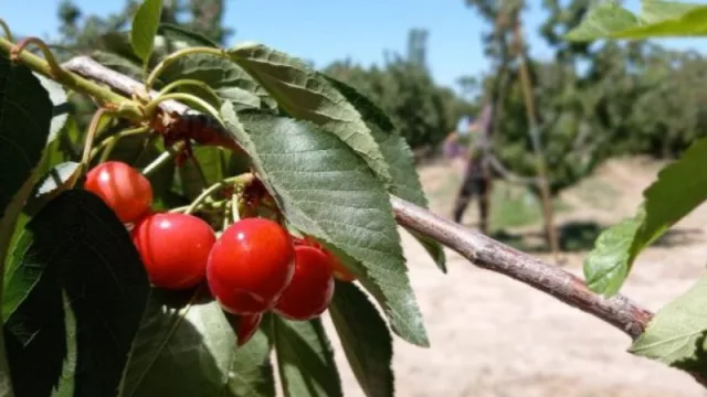 Johnson llega a Mendoza a presentar el modelo perfecto de post cosecha de Prunus