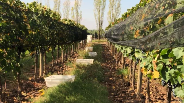 Bioestimulantes ayudaron a reducir el impacto de la helada