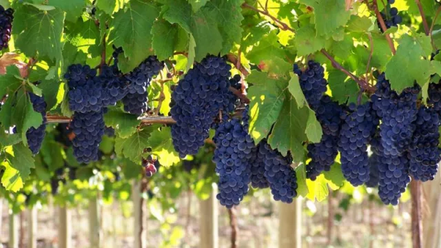 Una nueva edición de Vinos y Negocios, la única feria enfocada en el negocio vitivinícola