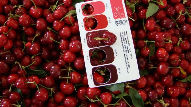 La cereza, el fruto más rentable de la provincia se proyecta en bloque con Chile