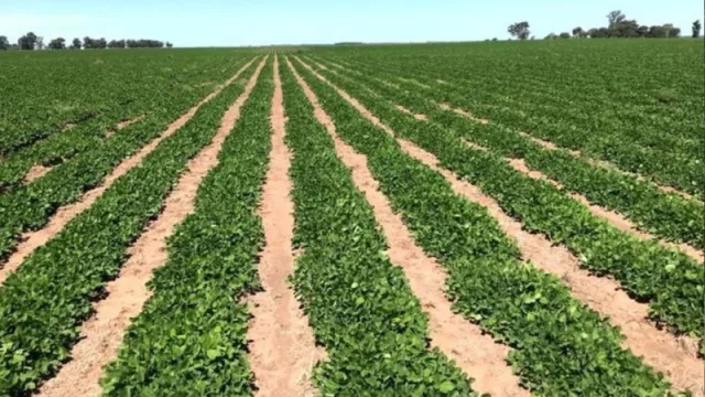 El riego por goteo subterráneo en cultivos extensivos se duplicó en 5 años