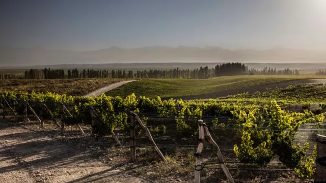 Tendencia: creció más del 30% la colocación de malla antigranizo