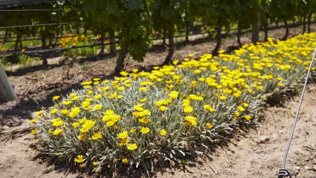 Bodega Argento incorpora 16 nuevas investigaciones a su programa MatrizViva