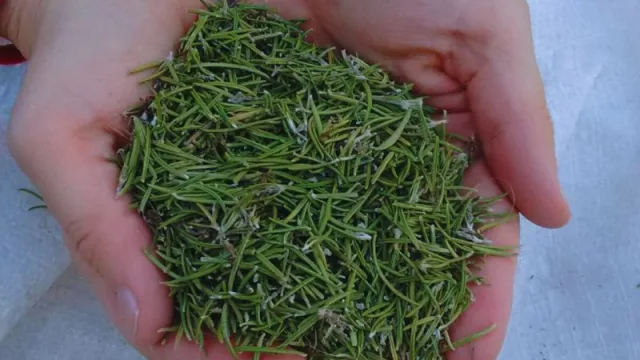 Mendoza obtuvo la primera variedad de romero de la Argentina