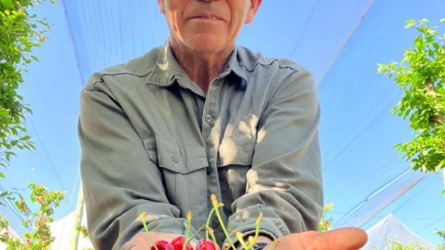 Mendoza inicia la temporada de cerezas en Argentina (y se consolida como una de las regiones más tempranas en el Hemisferio Sur)
