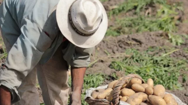 Mendoza aumentó casi un 9% su superficie sembrada con hortalizas de invierno
