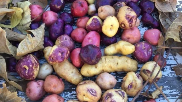 Los papines peruanos se cultivan en la cordillera mendocina