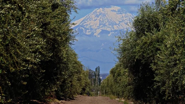 La Ruta del Olivo: el atractivo turístico de la provincia  que se potencia