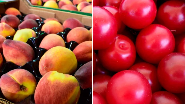 No todas son pálidas: óptima cosecha para productores de durazno y ciruela