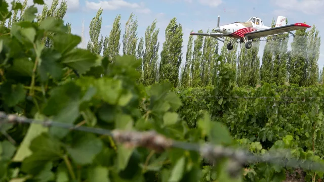 Se puso en marcha la última fase del operativo contra la Lobesia botrana