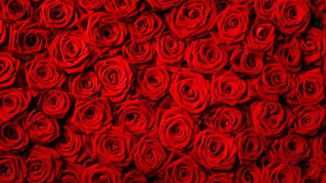 La rosa roja (la flor de los enamorados, por excelencia), objeto de la globalización