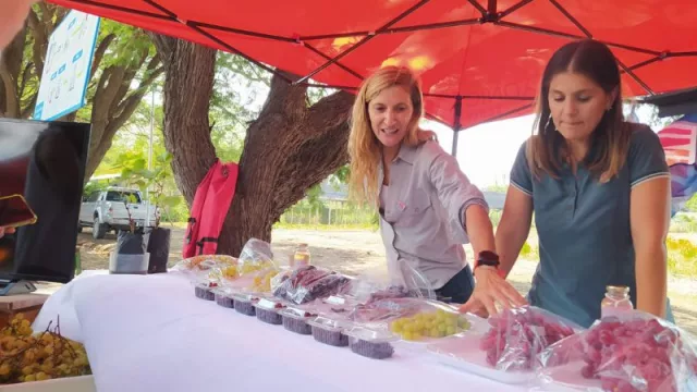 Nuevas variedades de uva fresca creadas por el INTA se venden en Australia y Sudáfrica