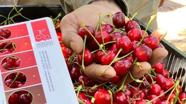 Mendoza será sede del 3° Seminario Internacional de Cerezas Frescas Tempranas (dirigido a productores, empacadores y comercializadores)