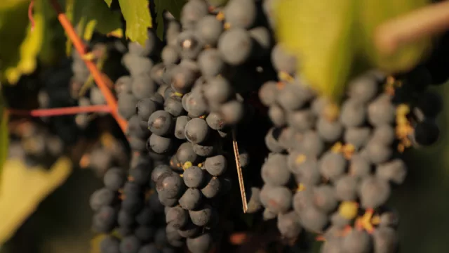 Malbec World Day: el malbec argentino celebra su aporte por un mundo mejor