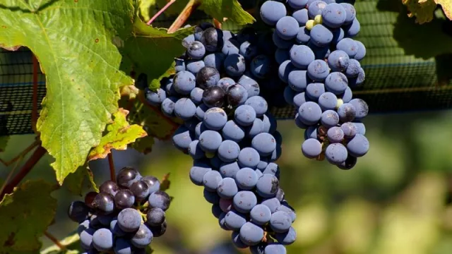 Malbec argentino: la radiografía en el mercado interno y externo