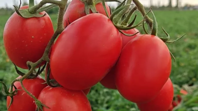 Mendoza: productor de tomate recibe un reconocimiento por alcanzar el mayor rendimiento por hectárea