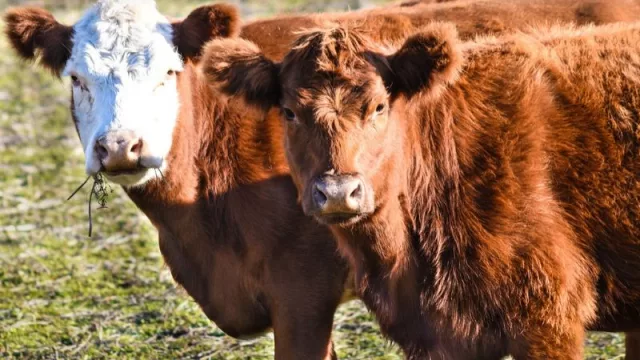 ¡Oportunidad para el campo! Llega un crédito para la ganadería (con préstamos de hasta $ 50 millones)