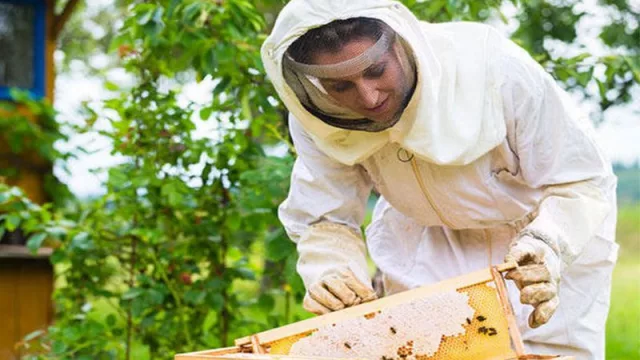 Llega el primer encuentro internacional apícola en Mendoza (con el objetivo de capacitar apicultores y potenciales emprendedores)