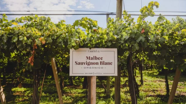 La bodega mendocina  que consiguió alcanzar la certificación Argentina Sostenible