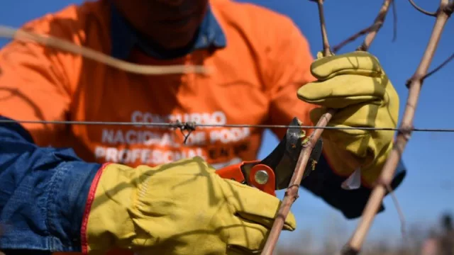 Mendoza celebró el 12° Concurso Sudamericano de Poda Profesional en Vid