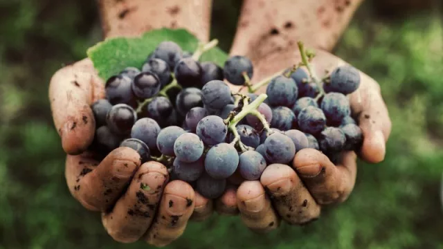Vinos orgánicos en números: 10 años de crecimiento