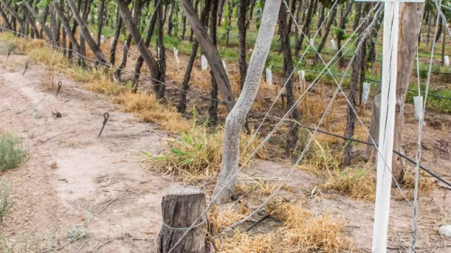 Mendoza busca soluciones ante el retiro de fondos nacionales para combatir la polilla de la vid