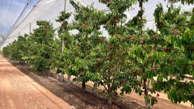 Mendoza presenta el nuevo Fondo Compensador Agrícola para la temporada 2024-2025