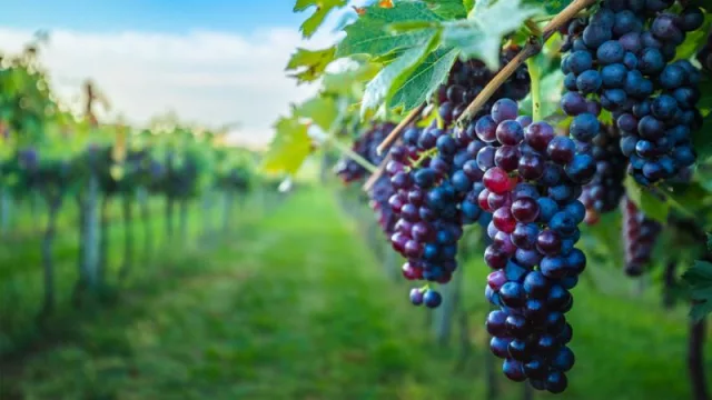 Syngenta lanza dos insecticidas biológicos para control de la plaga principal de la vid