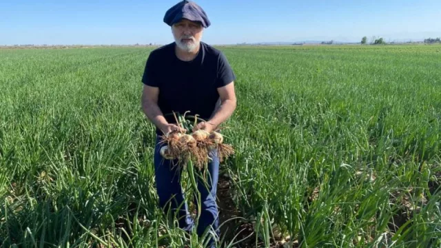 La cebolla dulce mendocina se posiciona en el mercado de Europa y de Estados Unidos