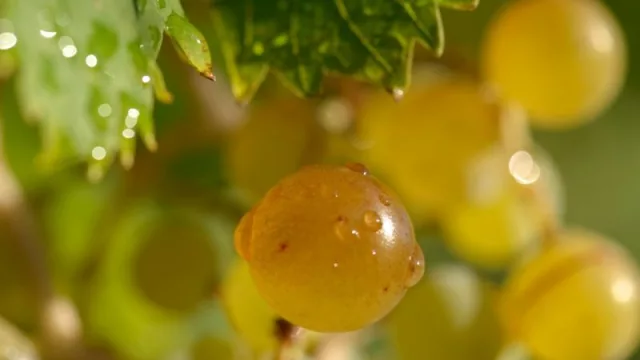 Impacto ambiental y estrategias para la Carbono Neutralidad en la industria vitivinícola