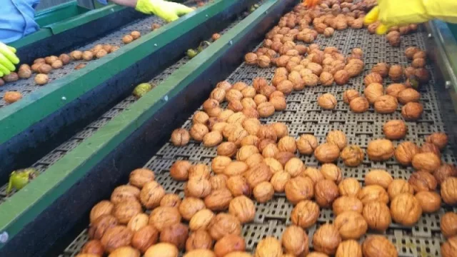 El sector de frutos secos de la provincia busca despegar y ser competitivos en el mercado mundial