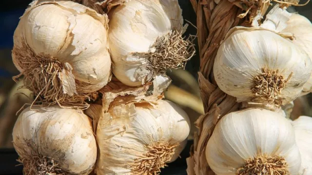 México, el nuevo destino del ajo mendocino