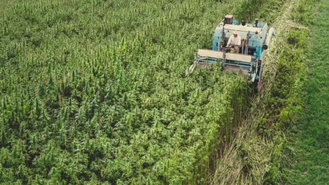 Neuquén apuesta al cáñamo industrial para un desarrollo económico y ambiental sostenible
