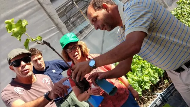 Crece el consumo en Australia de Serena, la variedad de uva de mesa creada en Mendoza
