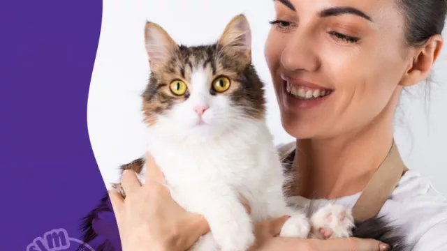 Avsim rompe el molde: la primera obra social para mascotas con franquicias en el país (con planes de internacionalizarse)