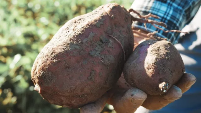 Abrieron las inscripciones para el Programa Intercosecha