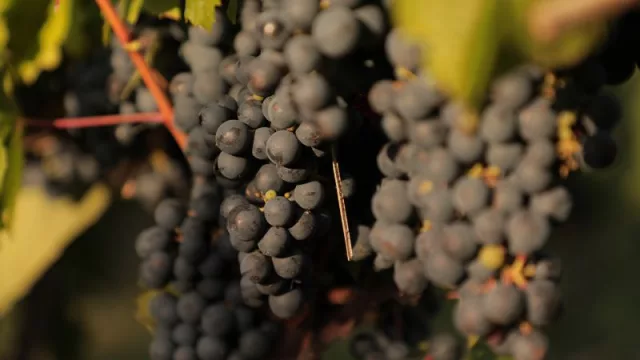 Día Mundial del Malbec: una variedad “remasterizada” por Luigi Bosca desde 1901